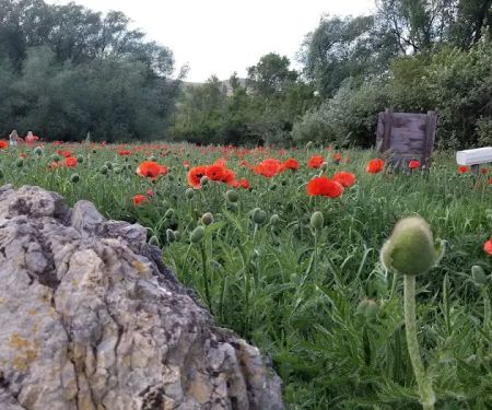 Box Elder Campground