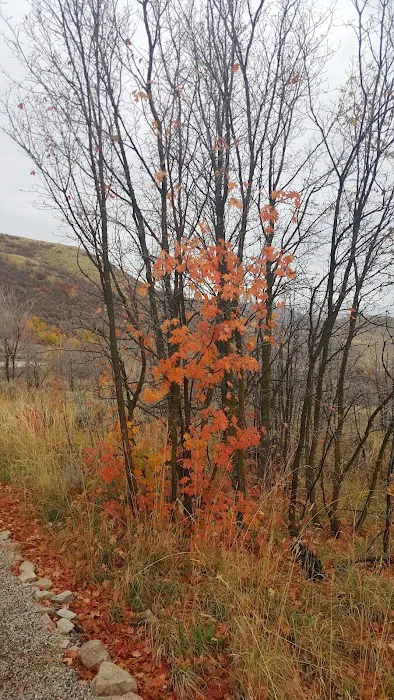 LDS Mantua Maple Hill Campground Picture 10