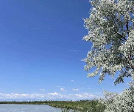 Ocean Lake WHMA Northwest Campground Area