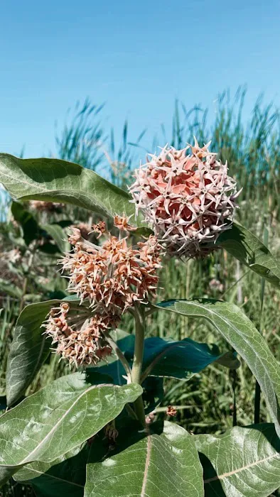 Ocean Lake WHMA Northwest Campground Area Picture 8