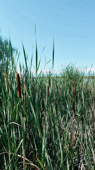 Ocean Lake WHMA Northwest Campground Area Picture 9