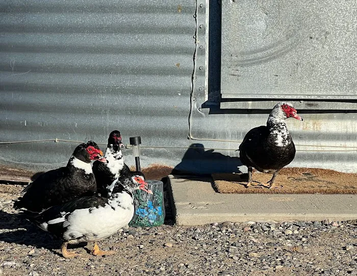Jim Moss Arena Campground Picture 9