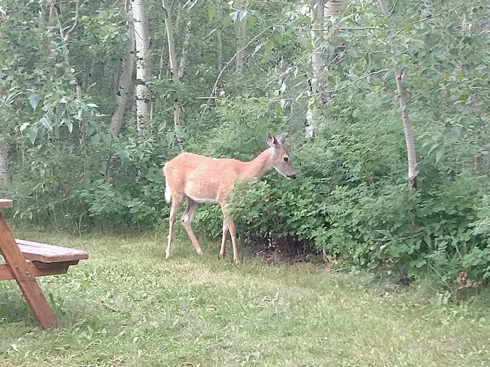 Perry’s RV Park and Campground Picture 7