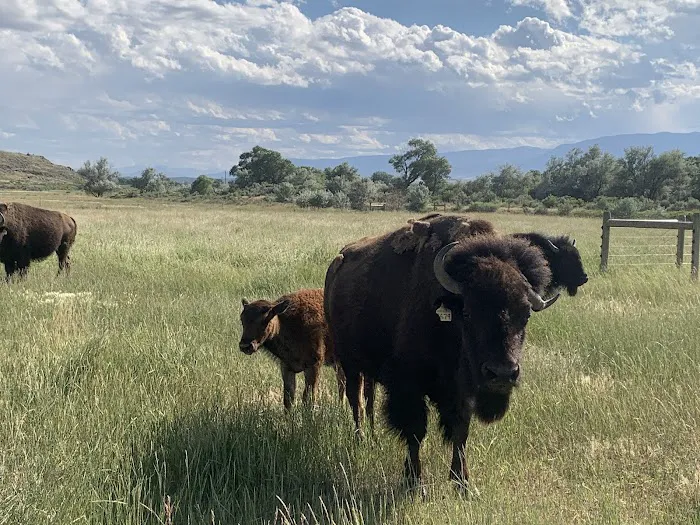 Bridger Canvas Cabins Picture 5