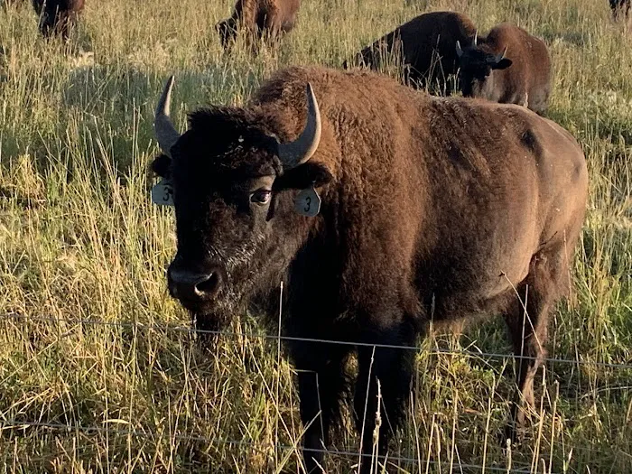 Bridger Canvas Cabins Picture 8