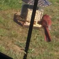 Peach Blossom Mobile Home Park ico