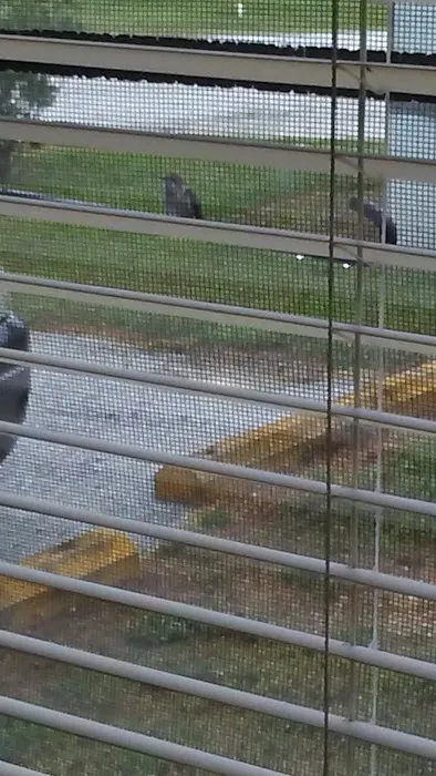 Peach Blossom Mobile Home Park Picture 3