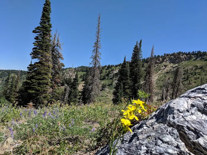 Willard Basin Campground Picture 3