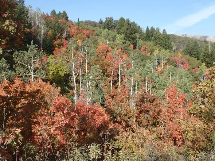 Willard Basin Campground Picture 6