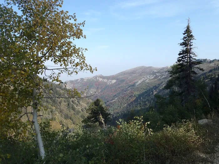 Willard Basin Campground Picture 10