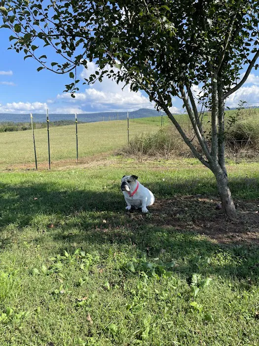 Mt Airy RV Park Picture 5