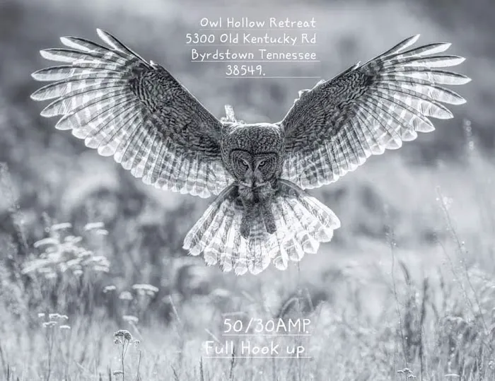 Owl Hollow Retreat Picture 3