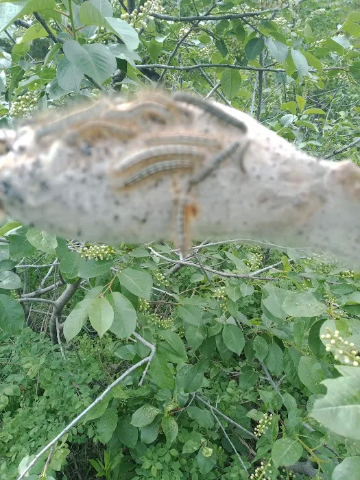 Mustang Flats Campground Picture 7