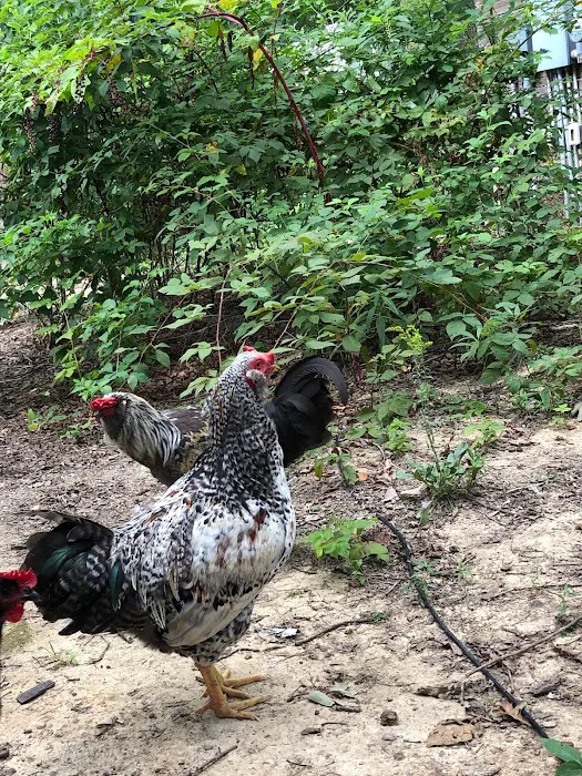 Shadowlands Picture 6