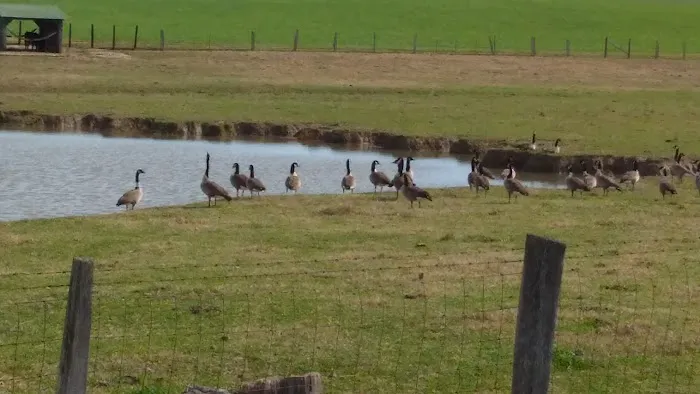 Sparta Trailer Village Mobile Home & RV Lot Rentals Picture 8