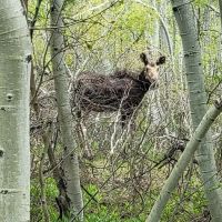 Sunridge Highlands ico