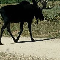 Sourdough Wilderness Ranch ico