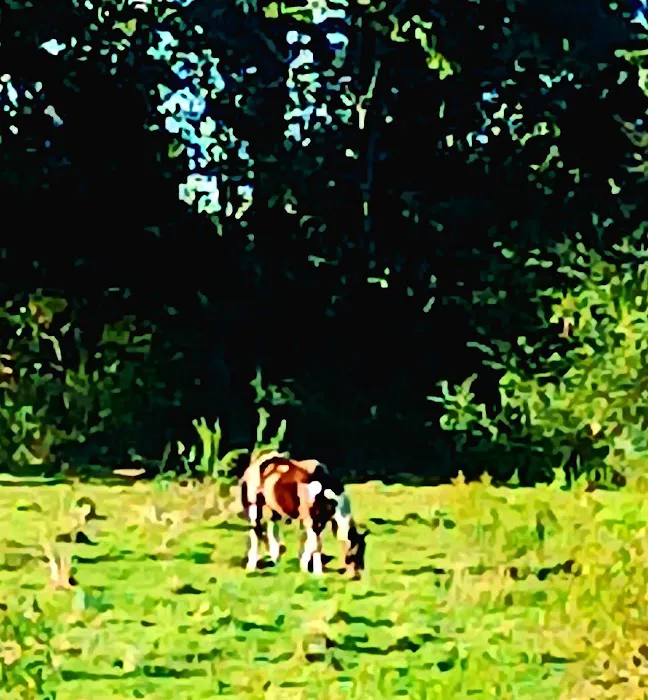 Stock RV Park Picture 5