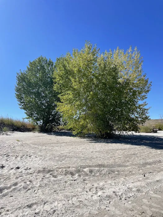 Freier Beach Campsite Picture 8