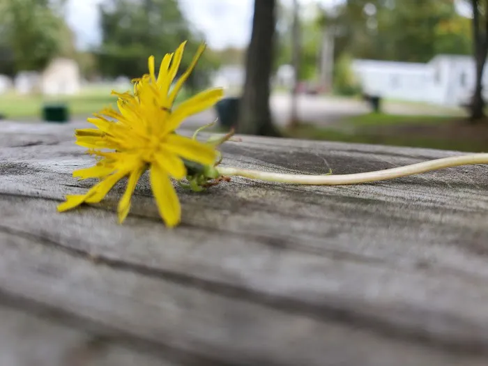 Sherwood Forest Mobile Home Picture 7