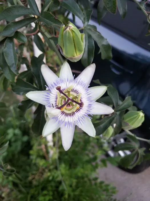 Green Acres Mobile Home Park Picture 3