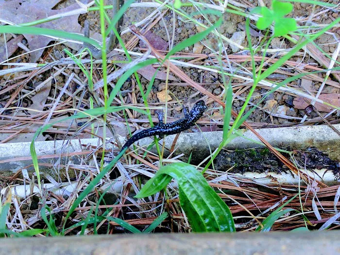 Green Acres Mobile Home Park Picture 9