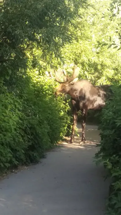 Lower Meadows Campground Picture 7