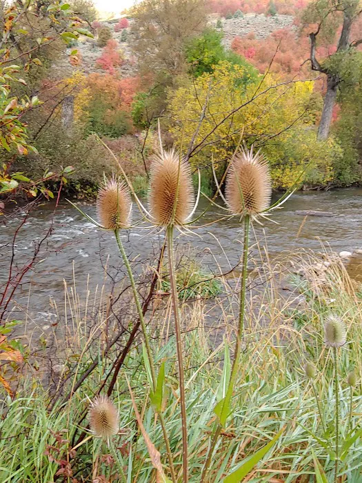 South Fork Campground Picture 9