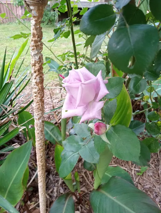 Green Acres Picture 4