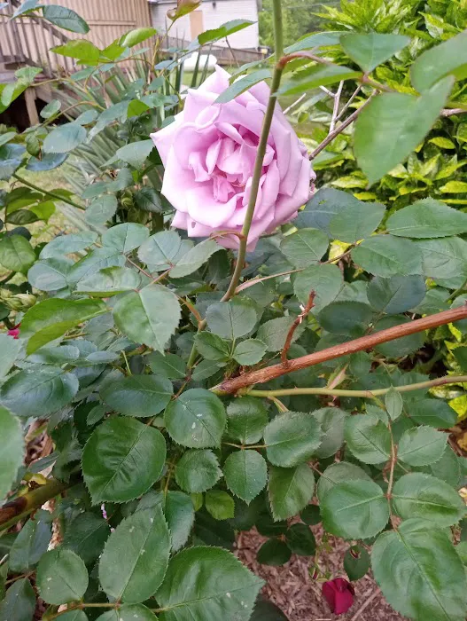 Green Acres Picture 7