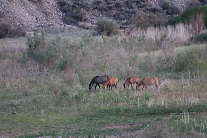 Barrys Landing Campground Picture 8