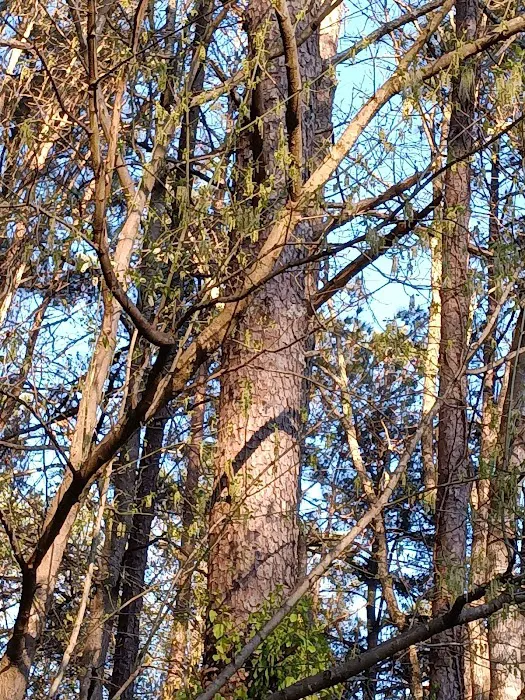 Fairway Villas Esther Santiago Picture 6