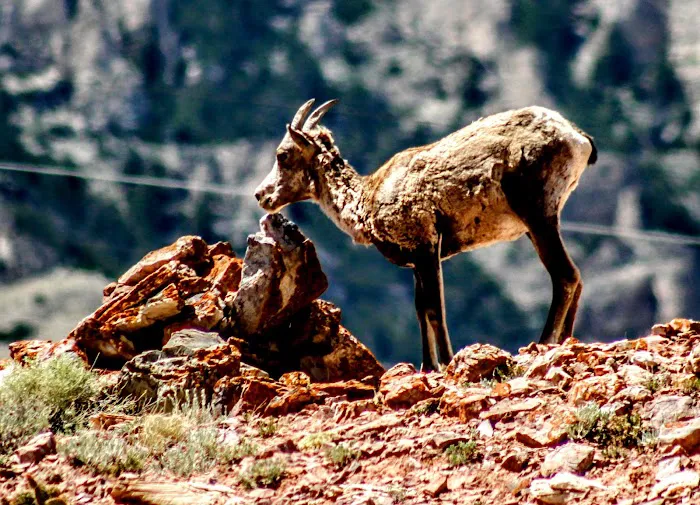 Horseshoe Bend Campground Loop A Picture 6