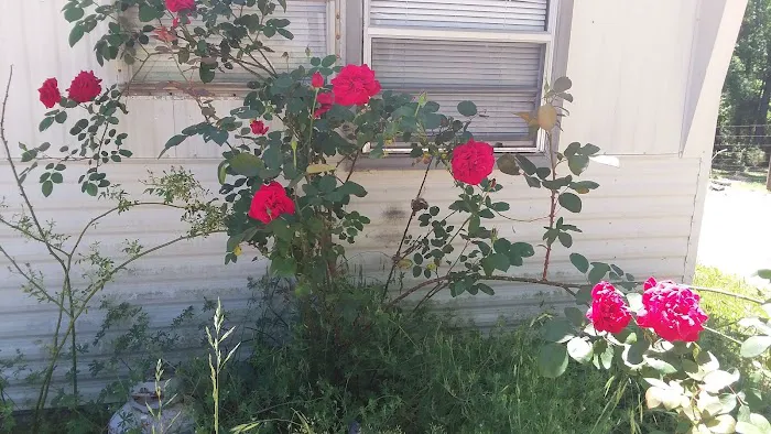 Pine Hills Mobile Home Park Picture 6