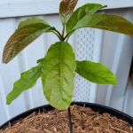 Twin Oaks mobile Home Park