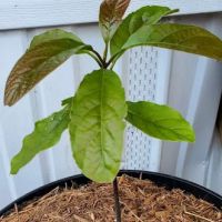 Twin Oaks mobile Home Park ico