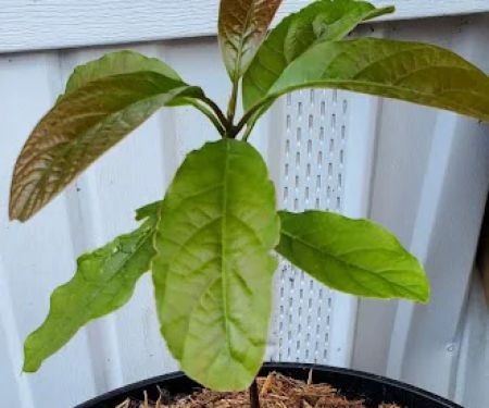 Twin Oaks mobile Home Park