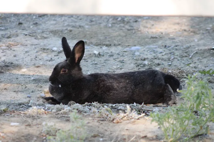 Lovell Camper Park Picture 4