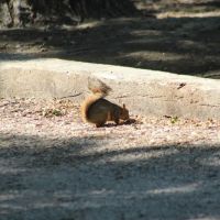 Lovell Camper Park ico