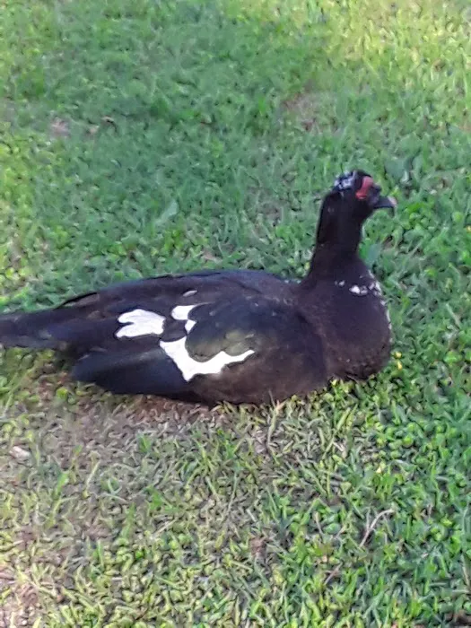 Green Acres Mobile Home Ests Picture 3