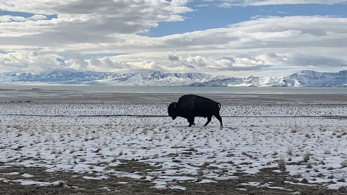 Antelope Island Campground Picture 7