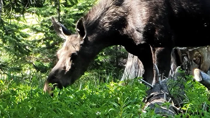 Bald Mountain Campground Picture 1