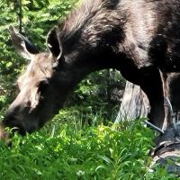 Bald Mountain Campground ico