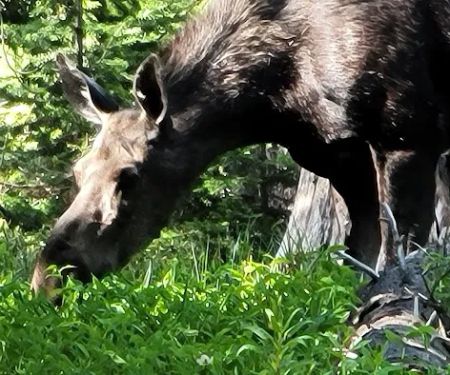Bald Mountain Campground