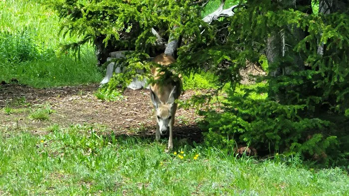 Bald Mountain Campground Picture 7