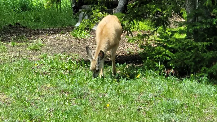 Bald Mountain Campground Picture 8