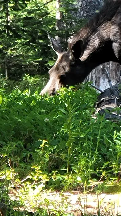 Bald Mountain Campground Picture 9