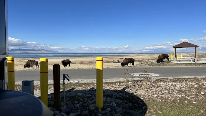 Bridger Bay Campground Picture 8