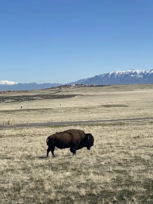 Bridger Bay Campground Picture 6