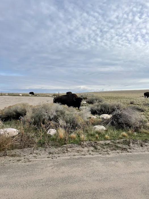 White Rock Bay Campground Picture 7